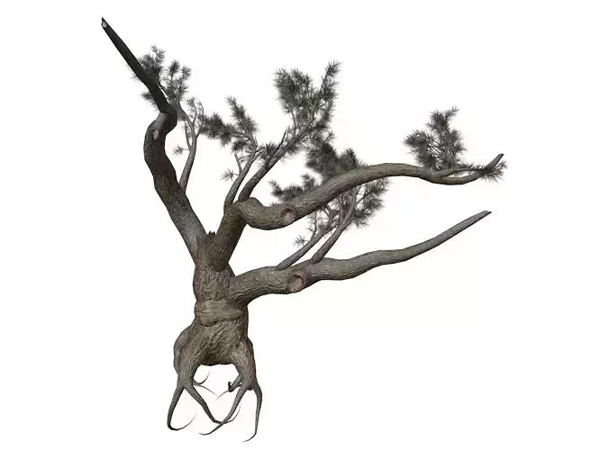 Jeffrey Pine Tree - 04 -