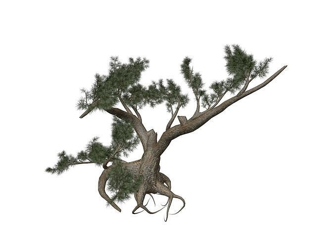 Jeffrey Pine Tree - 05 - 3D model
