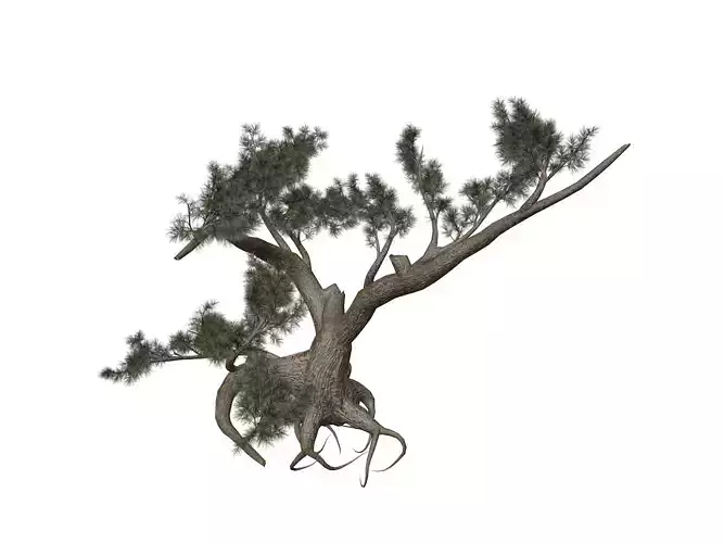 Jeffrey Pine Tree - 05 -