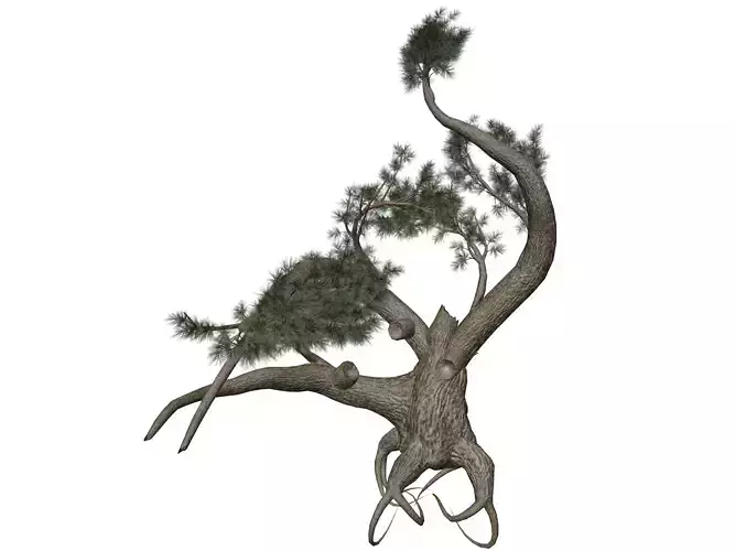 Jeffrey Pine Tree - 06 -