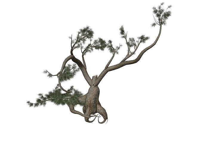 Jeffrey Pine Tree - 07 - 3D model