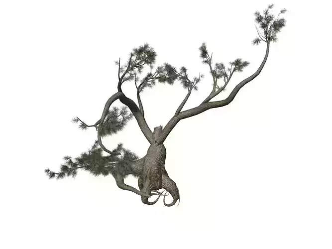 Jeffrey Pine Tree - 07 - 3D model