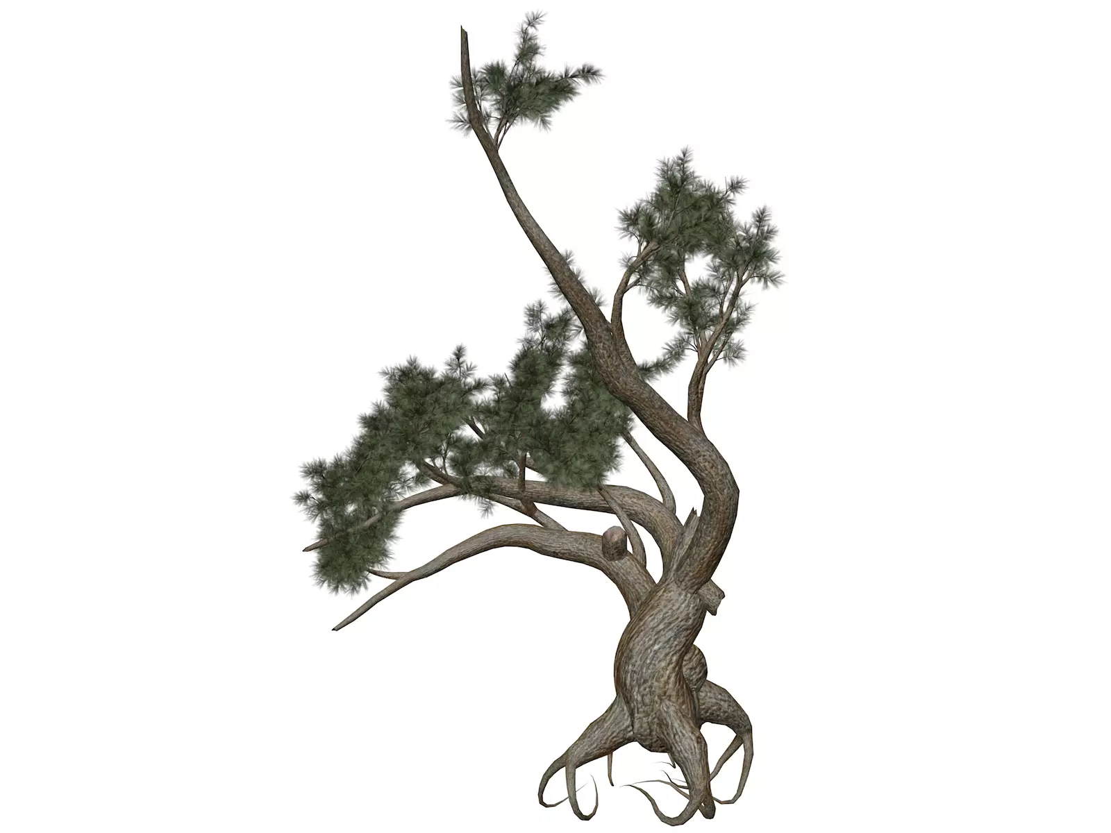 Jeffrey Pine Tree - 08 - 3D model_0