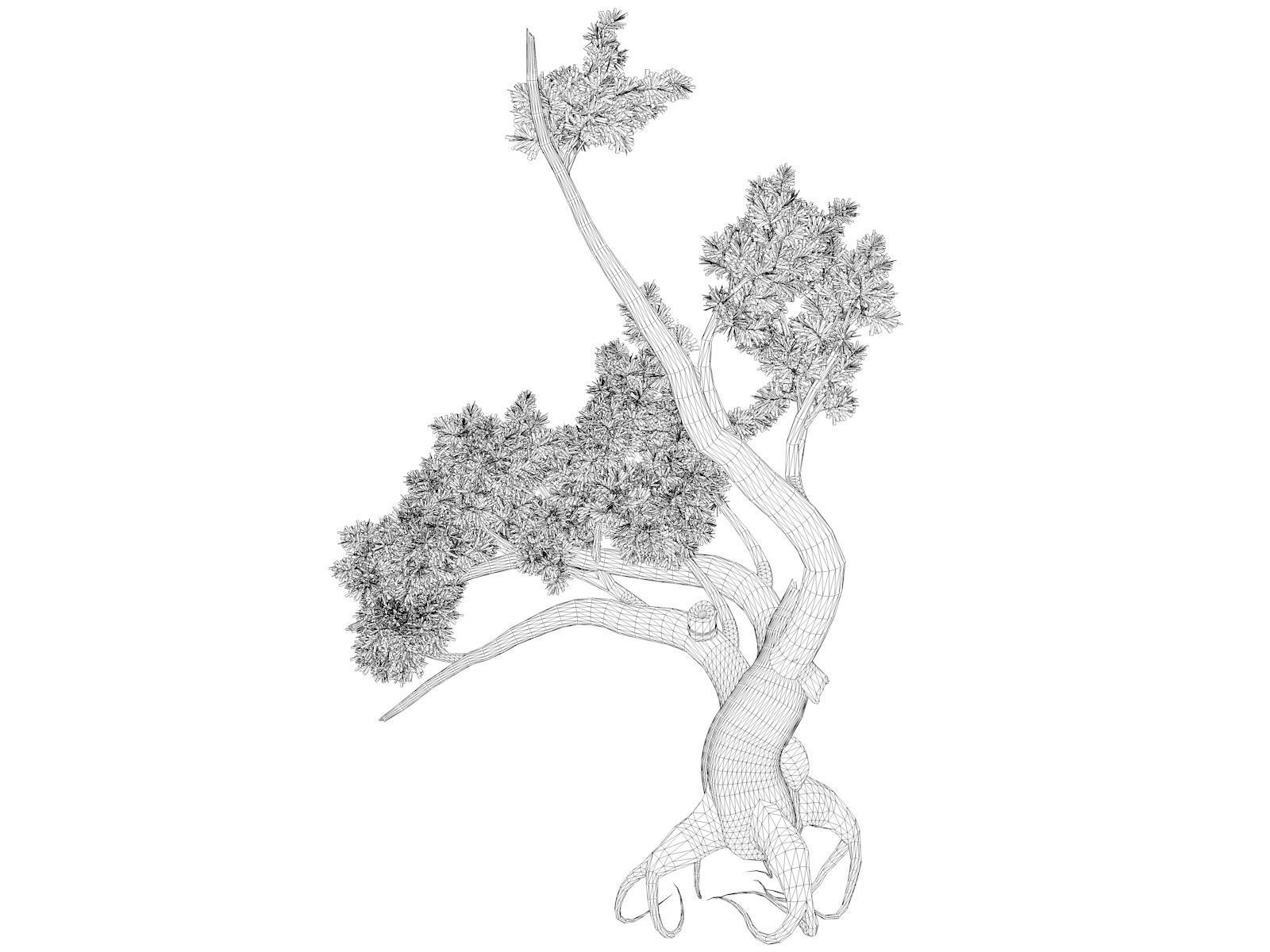 Jeffrey Pine Tree - 08 - 3D model_1