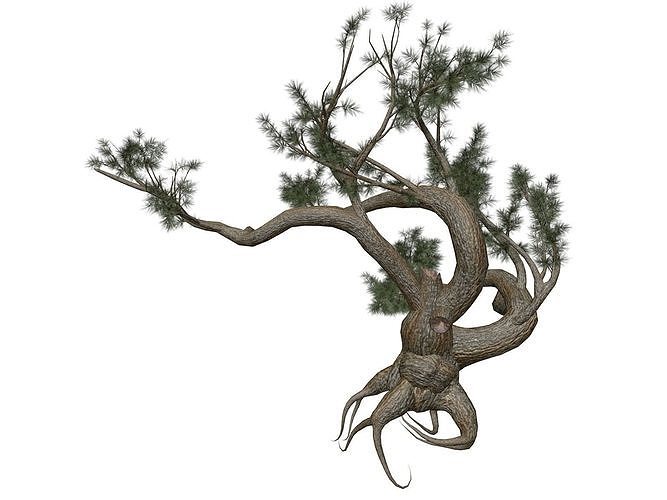 Jeffrey Pine Tree - 09 - 3D model