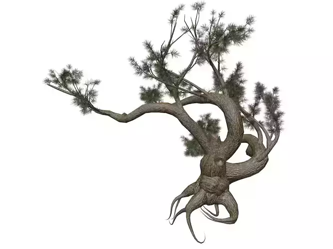 Jeffrey Pine Tree - 09 -