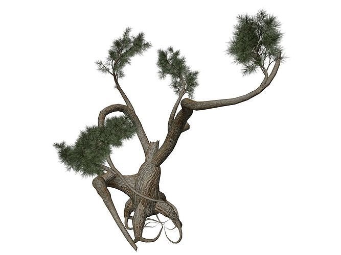 Jeffrey Pine Tree - 10 - 3D model