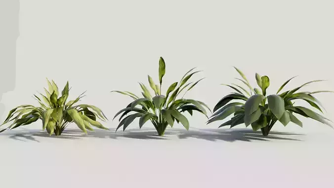 Curculigo molineria b