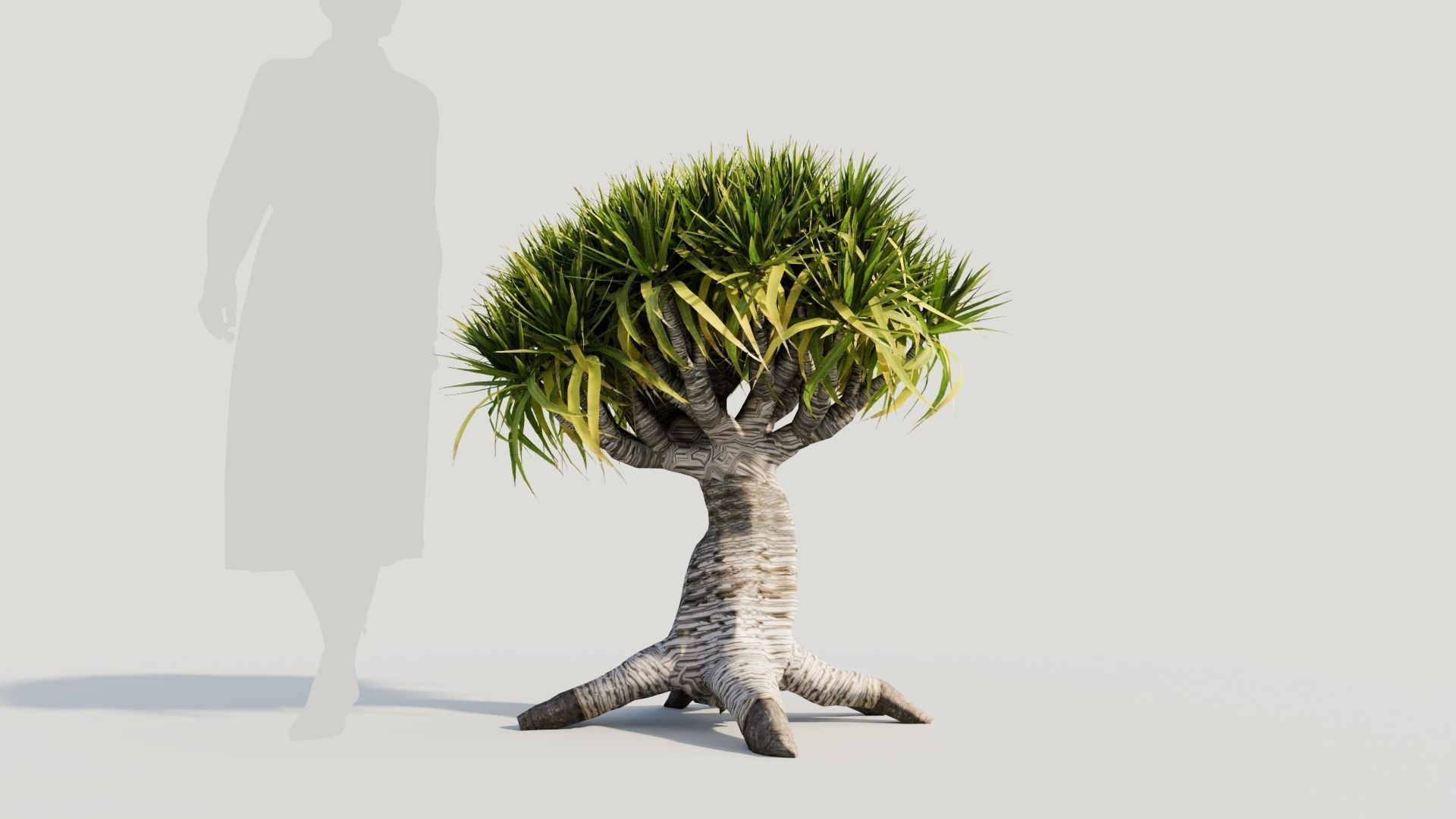Dracaena draco b 3D model_7