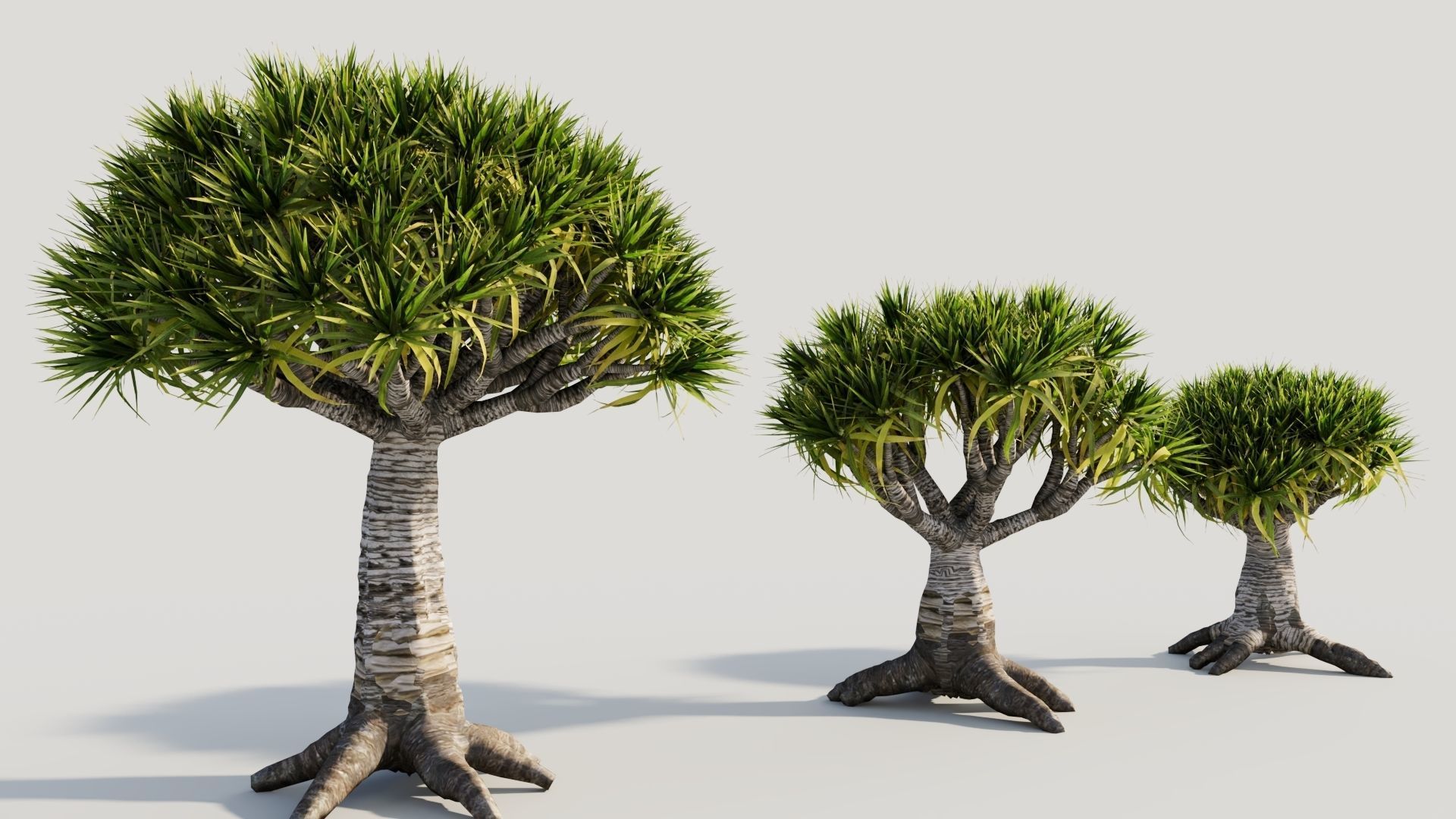Dracaena draco b 3D model_3