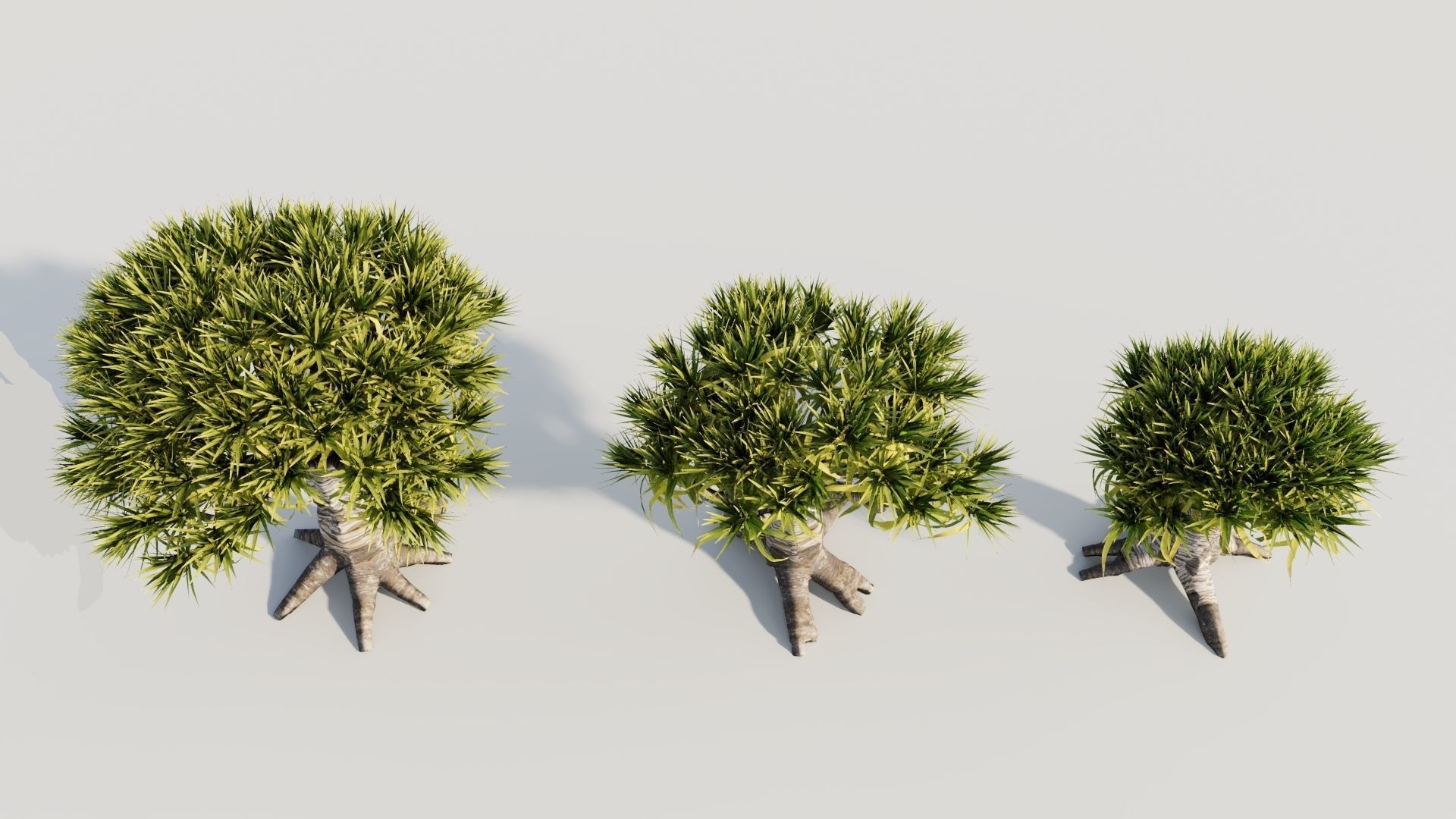 Dracaena draco b 3D model_2