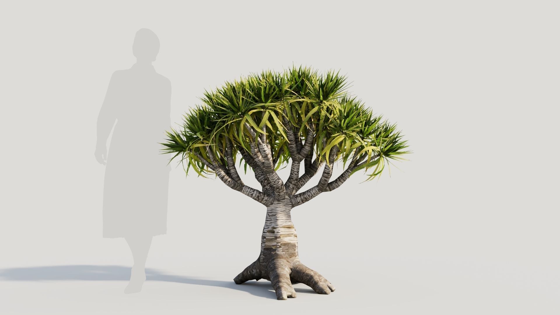 Dracaena draco b 3D model_6