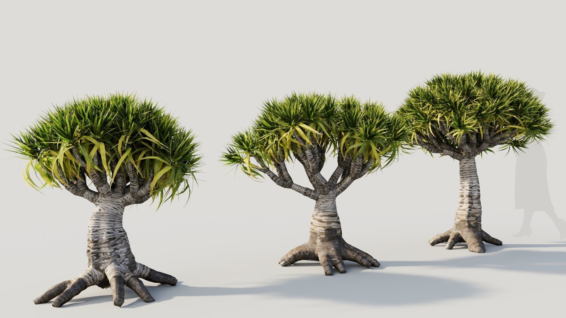 Dracaena draco b 3D model_4