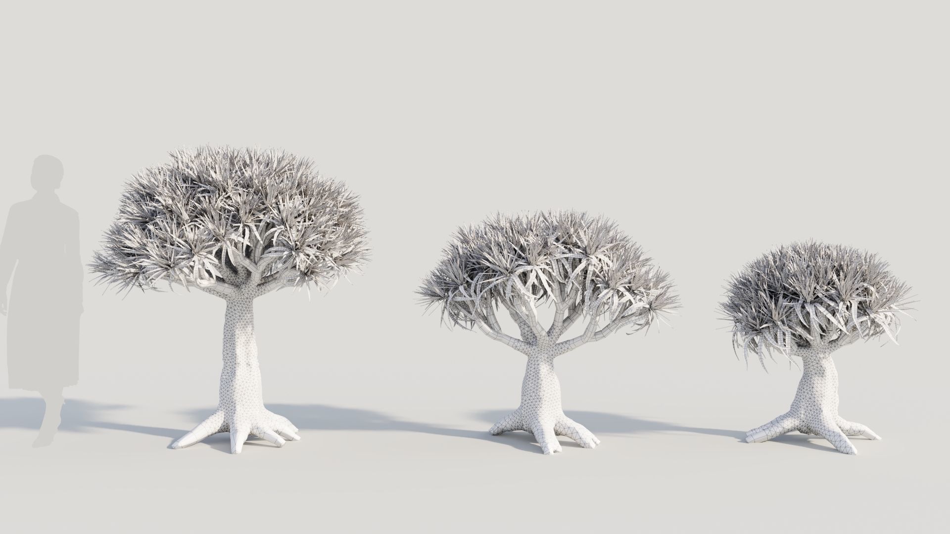 Dracaena draco b 3D model_8