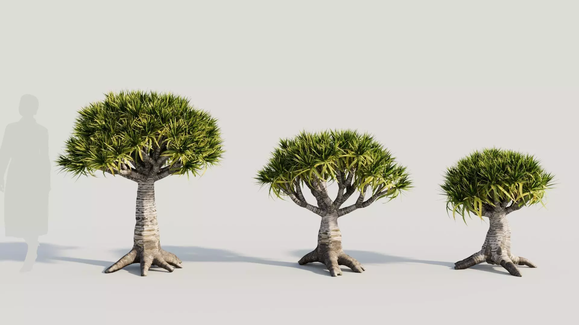 Dracaena draco b 3D model_0