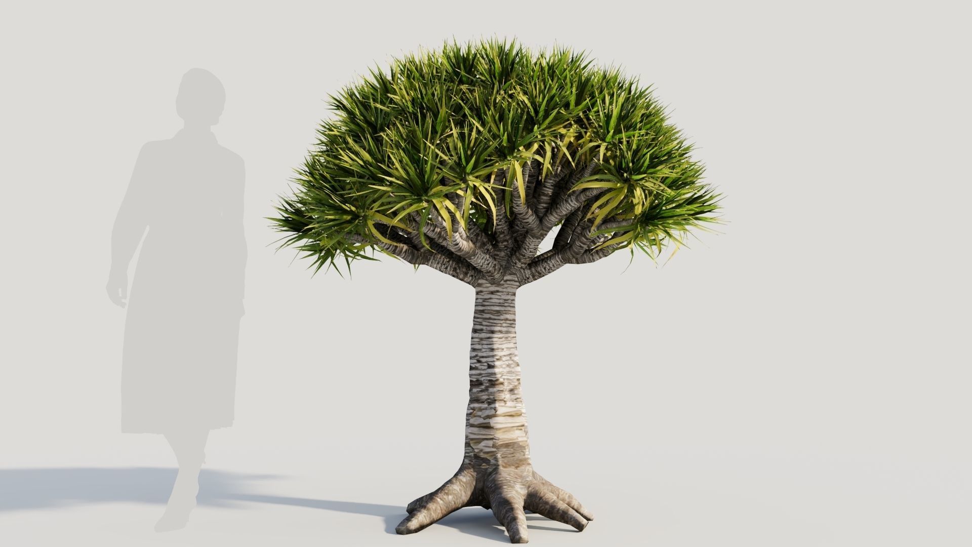 Dracaena draco b 3D model_5