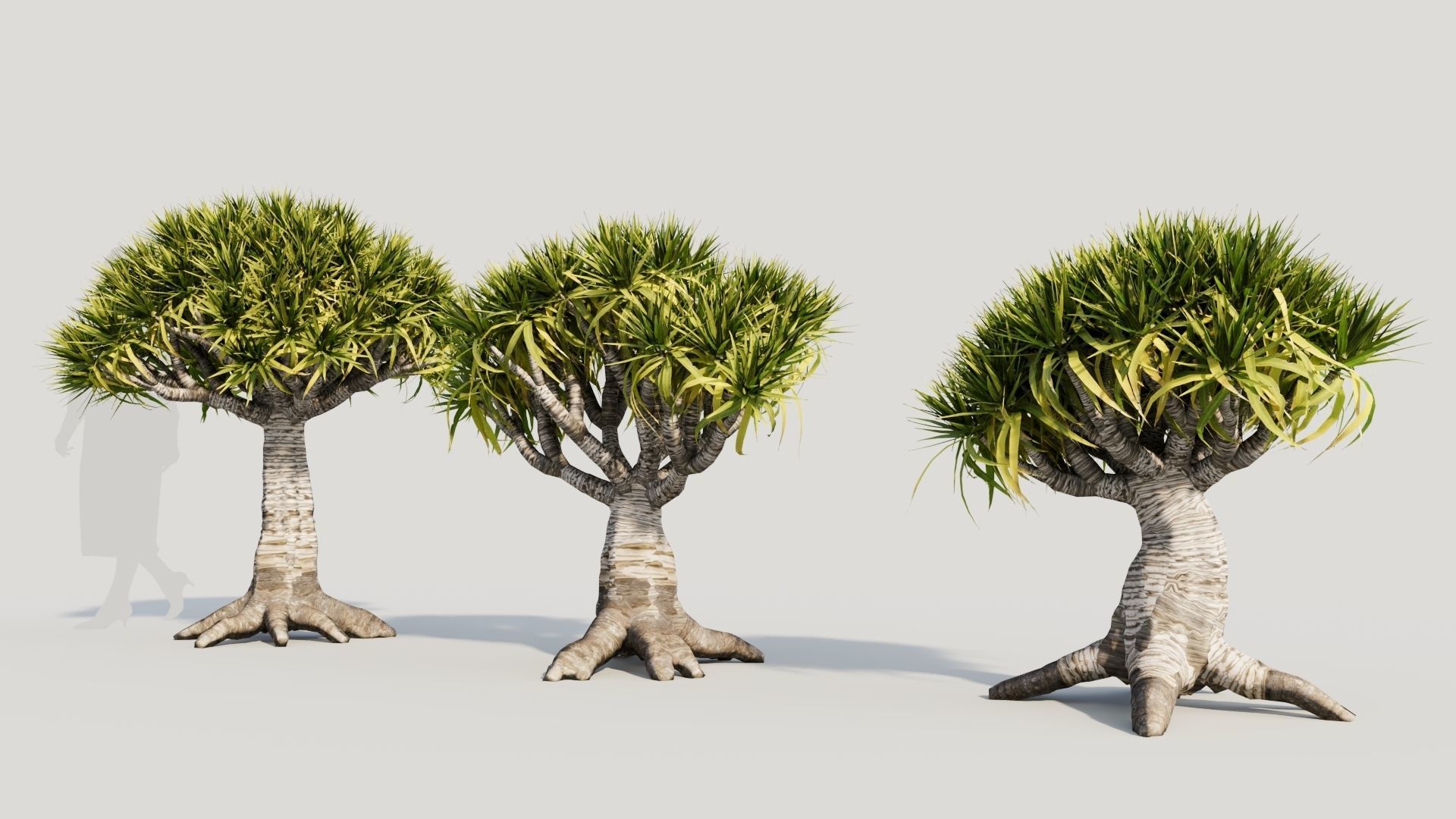 Dracaena draco b 3D model_1