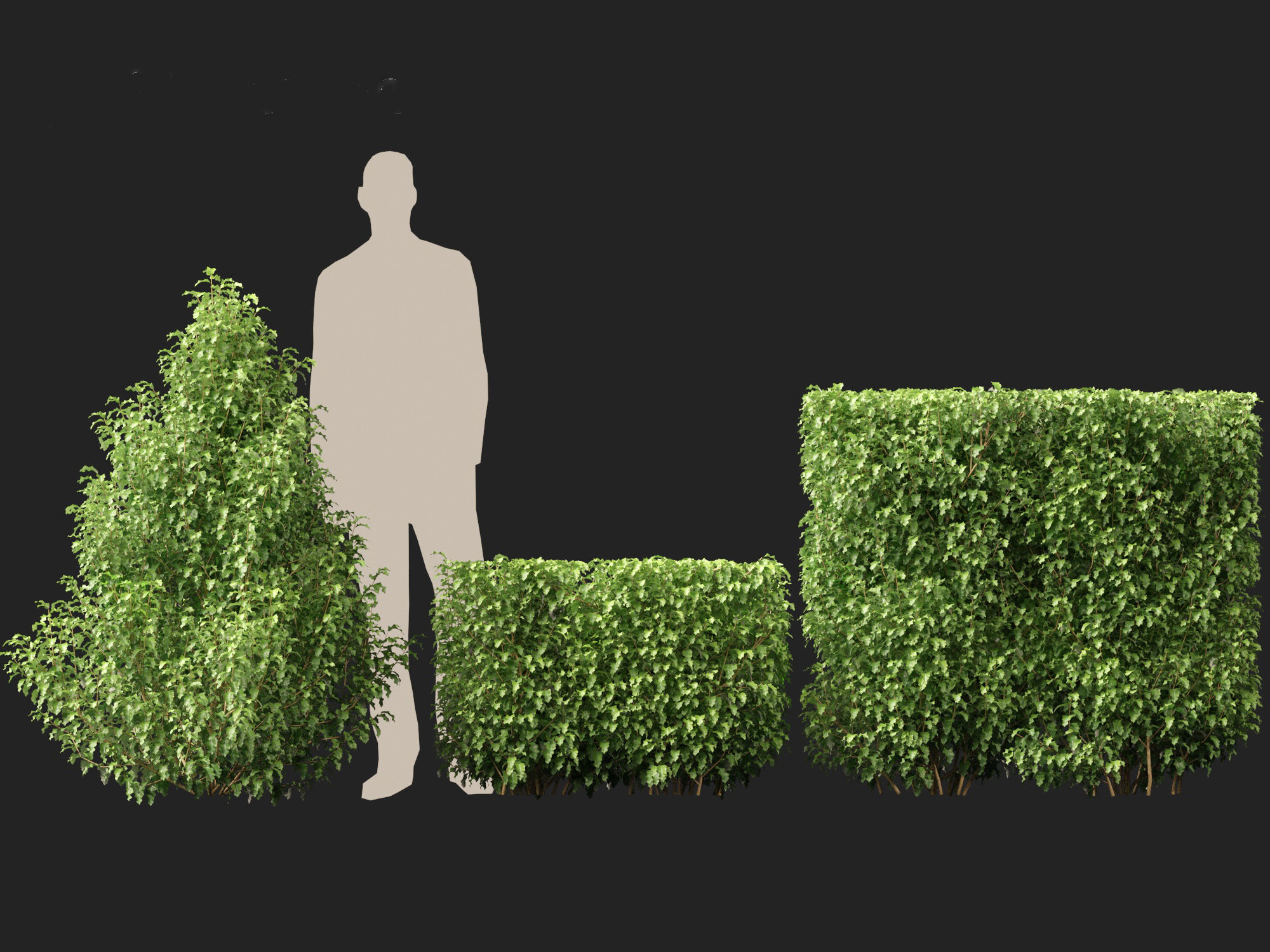 Oleria paniculata - Akiraho 3D model_6