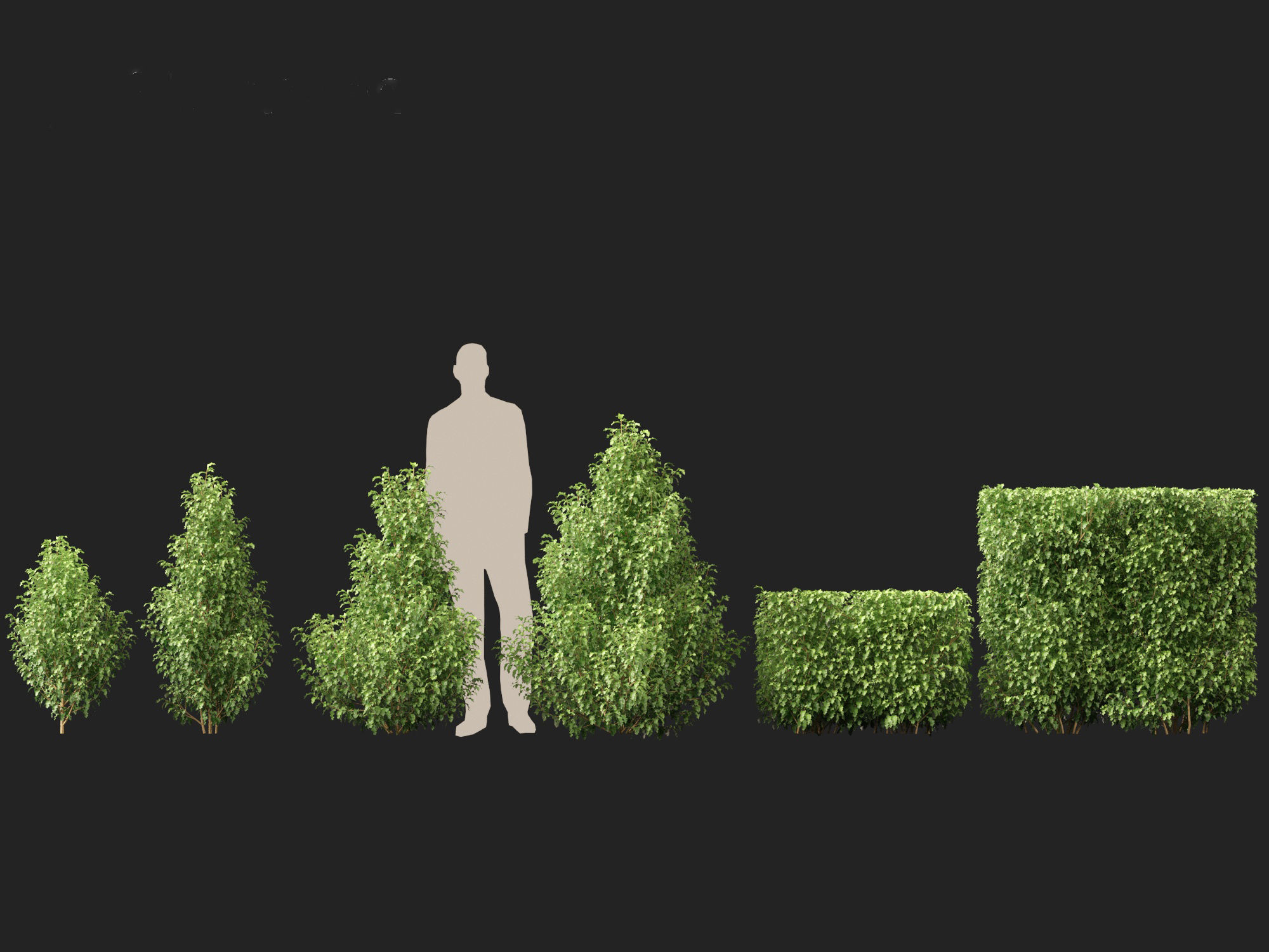 Oleria paniculata - Akiraho 3D model_2