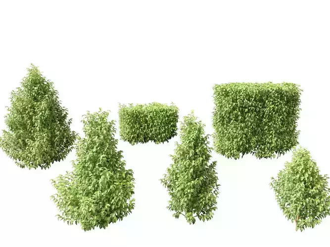 Oleria paniculata - Akiraho