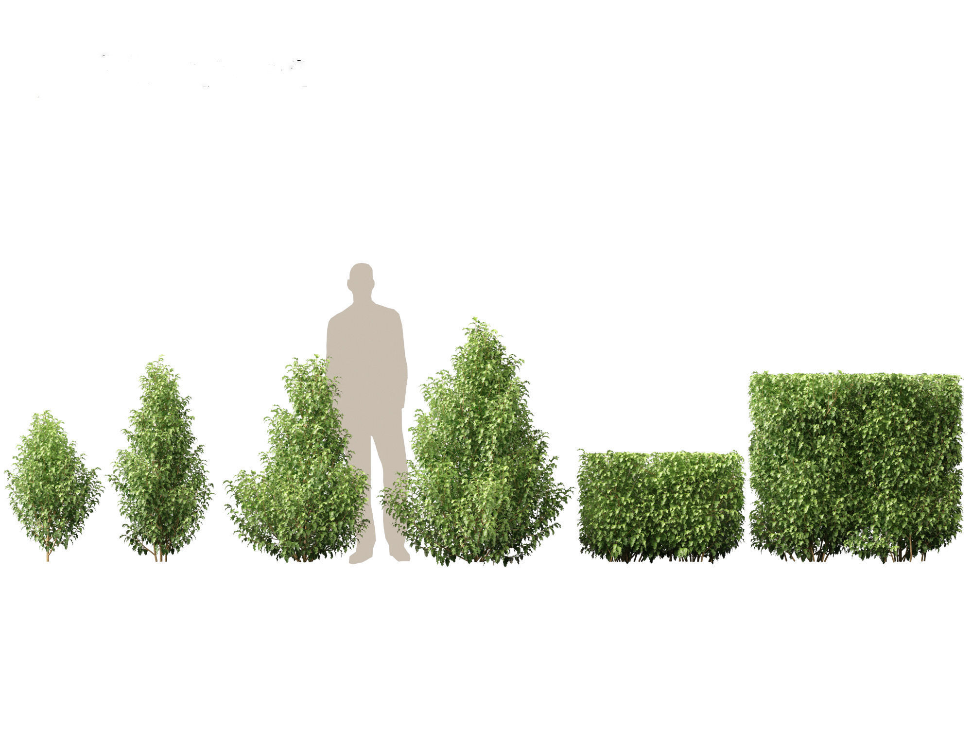 Oleria paniculata - Akiraho 3D model_1