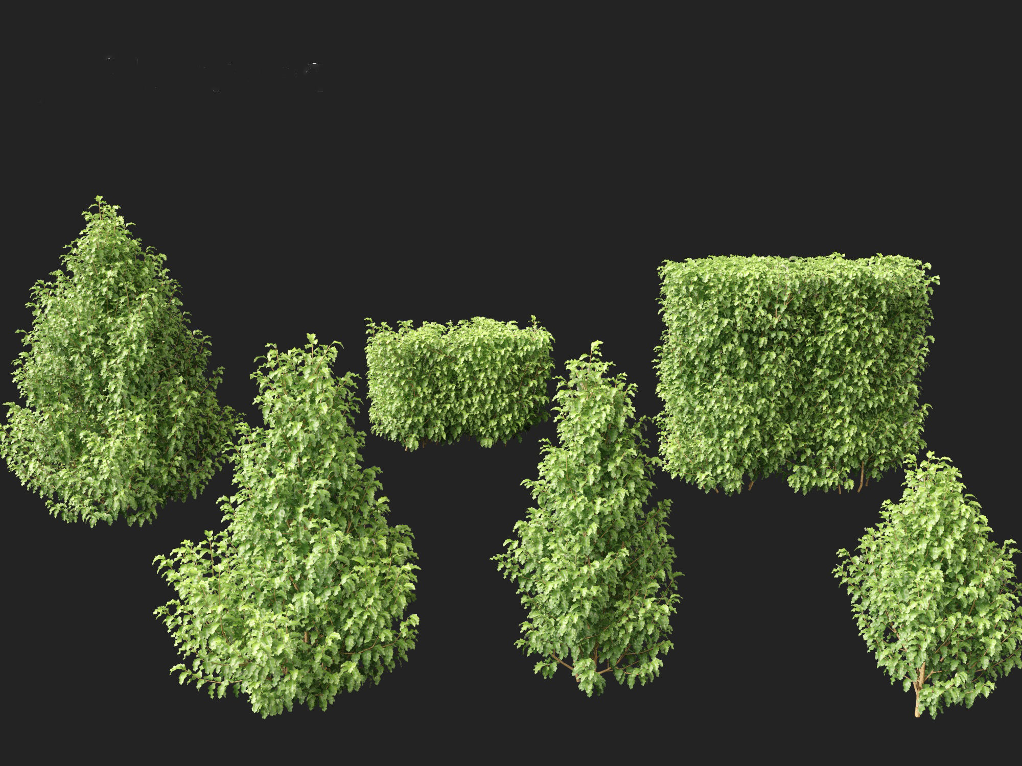 Oleria paniculata - Akiraho 3D model_7