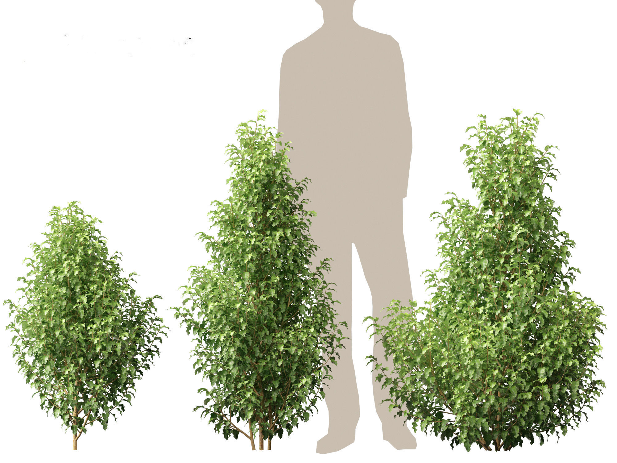 Oleria paniculata - Akiraho 3D model_3