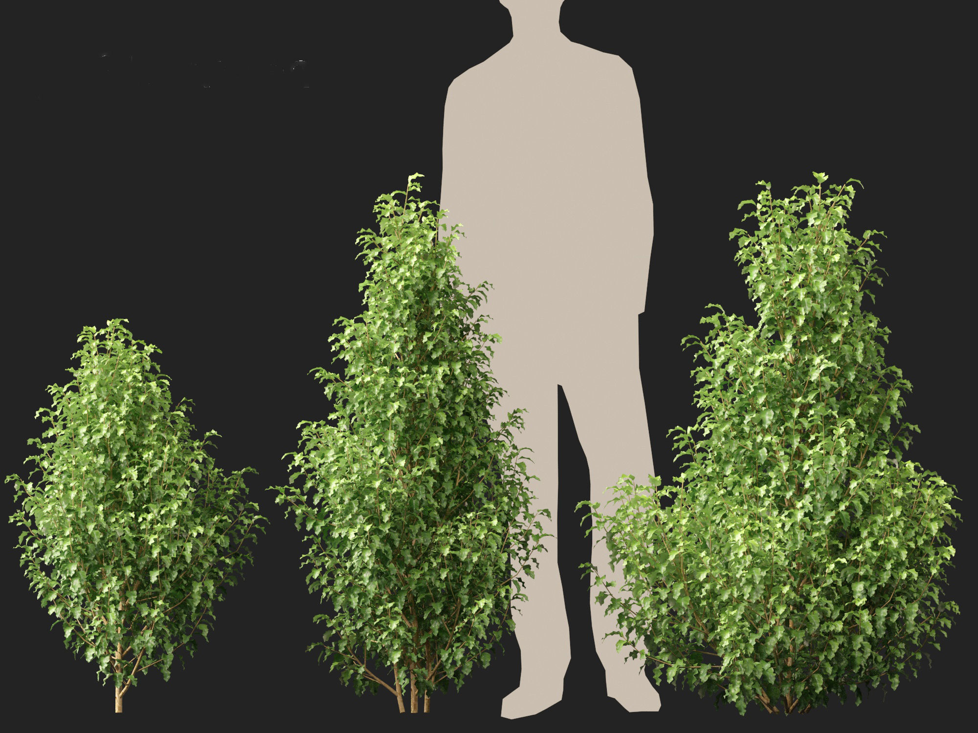 Oleria paniculata - Akiraho 3D model_4