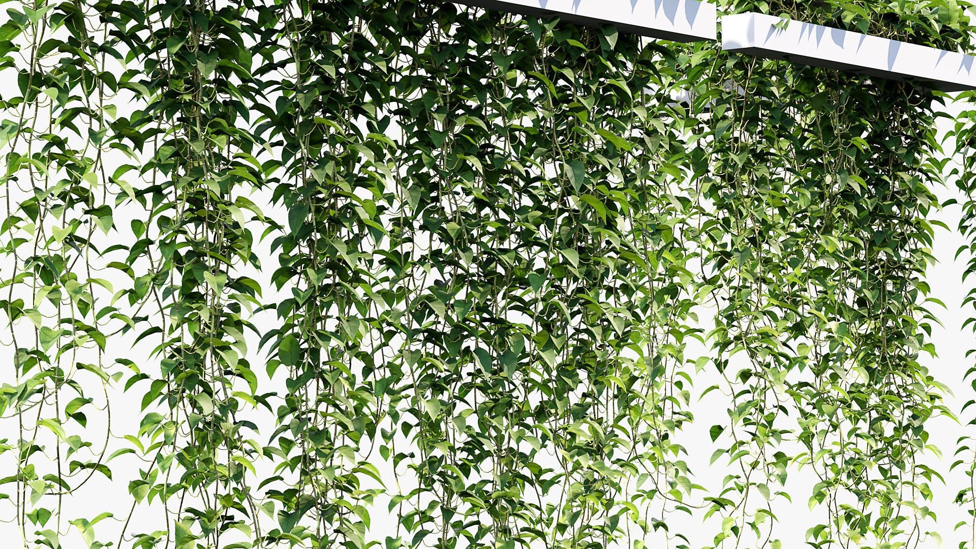 Package 07 Hang Vine Collection 3D model_30