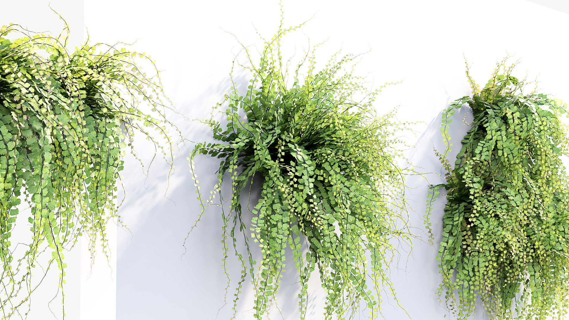Package 07 Hang Vine Collection 3D model_11