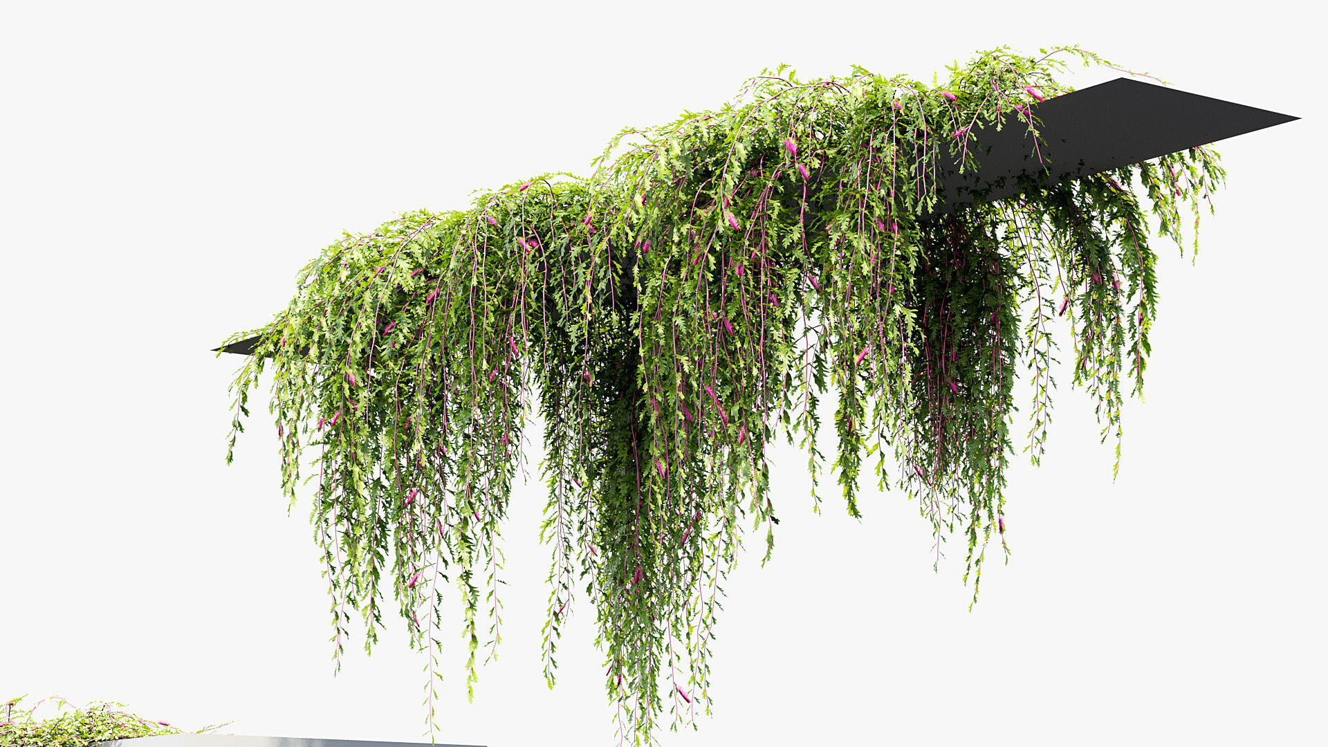 Package 07 Hang Vine Collection 3D model_35