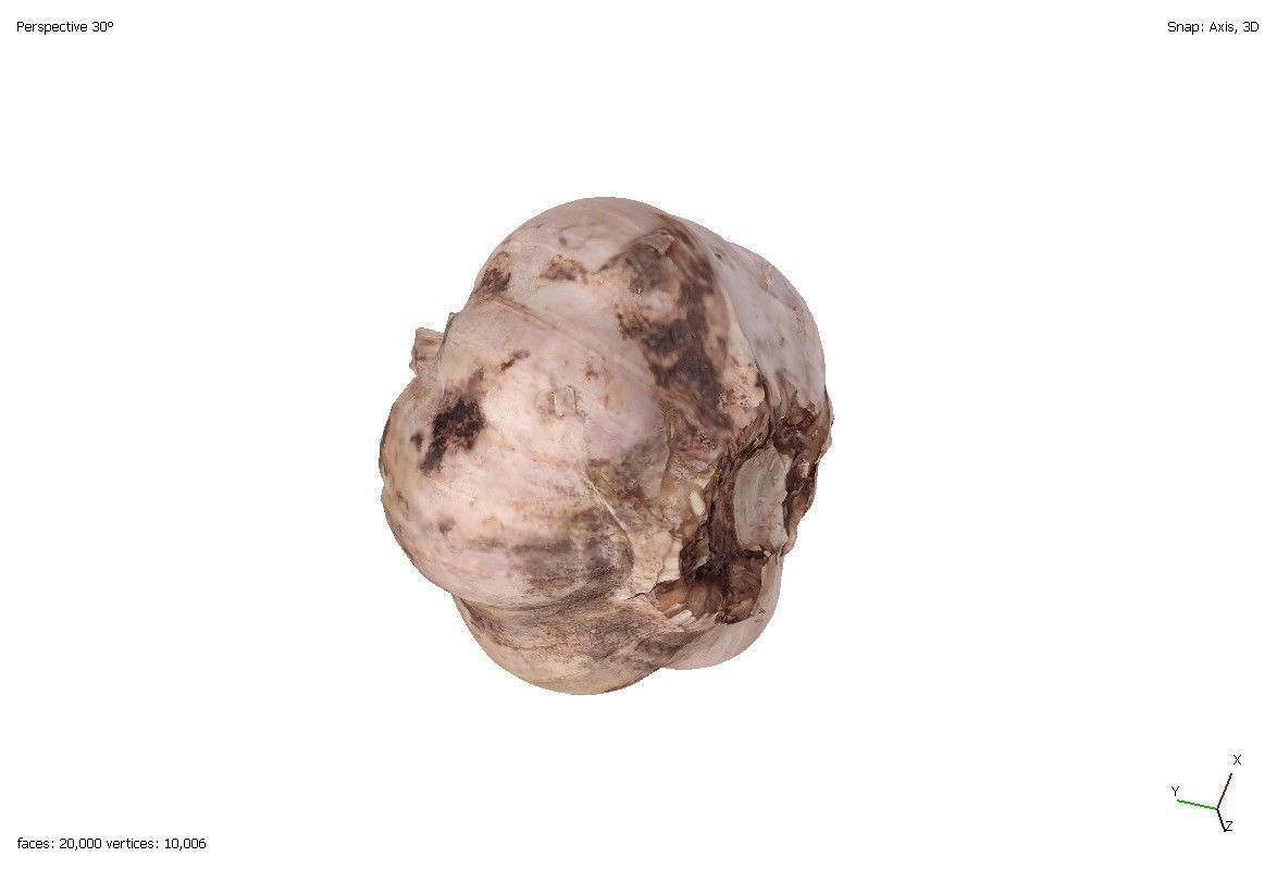 Two models of garlic 3D model_2