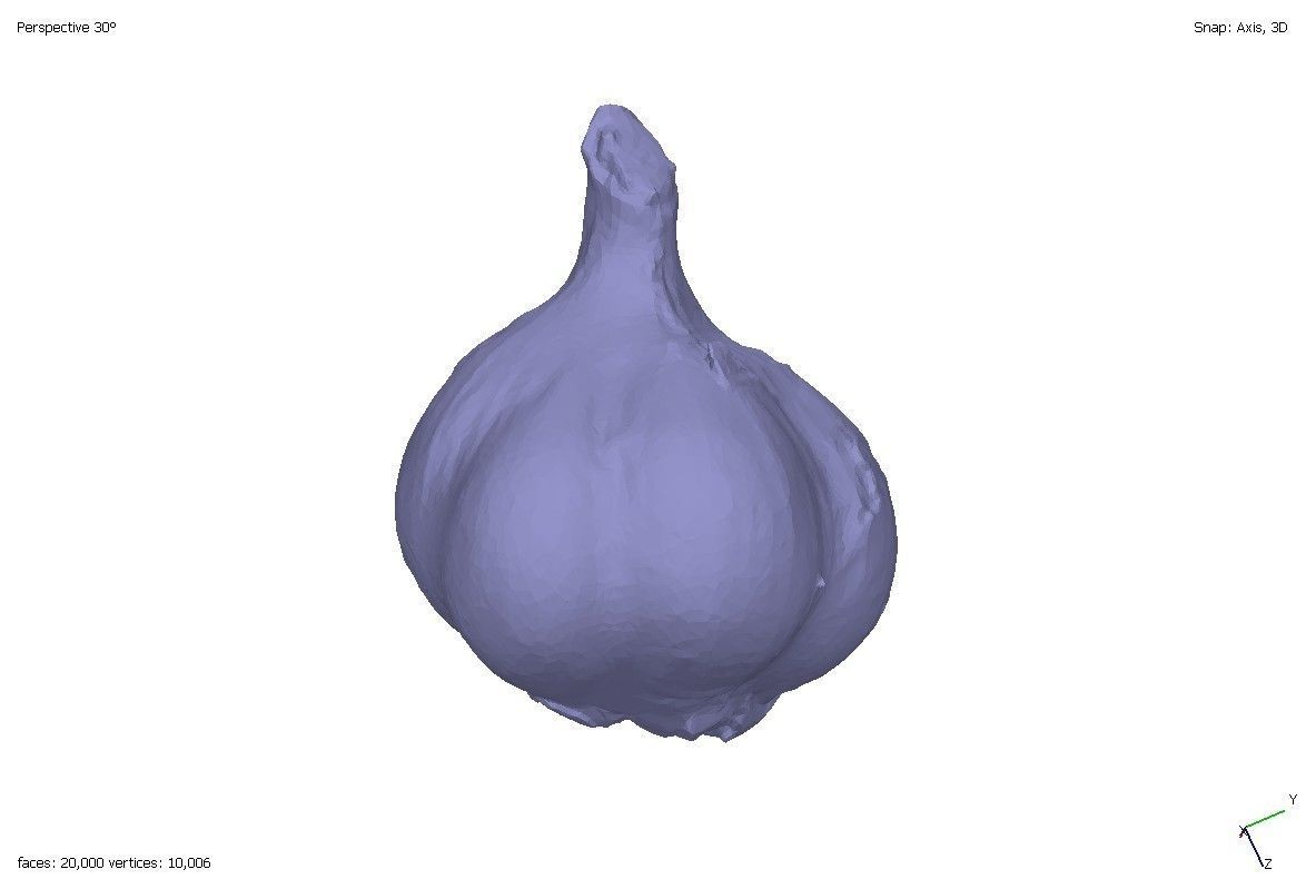 Two models of garlic 3D model_1