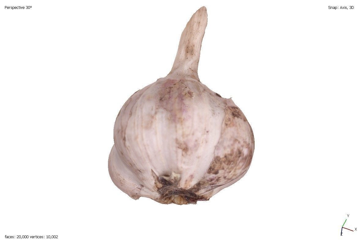 Two models of garlic 3D model_6