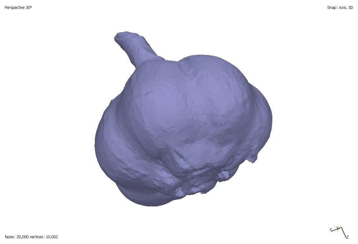 Two models of garlic 3D model_5