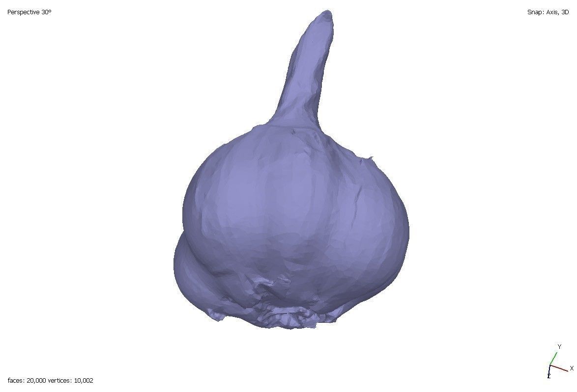 Two models of garlic 3D model_7