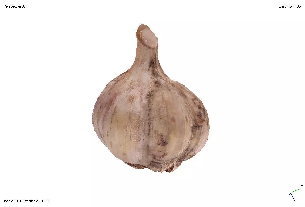 Two models of garlic 3D model_0