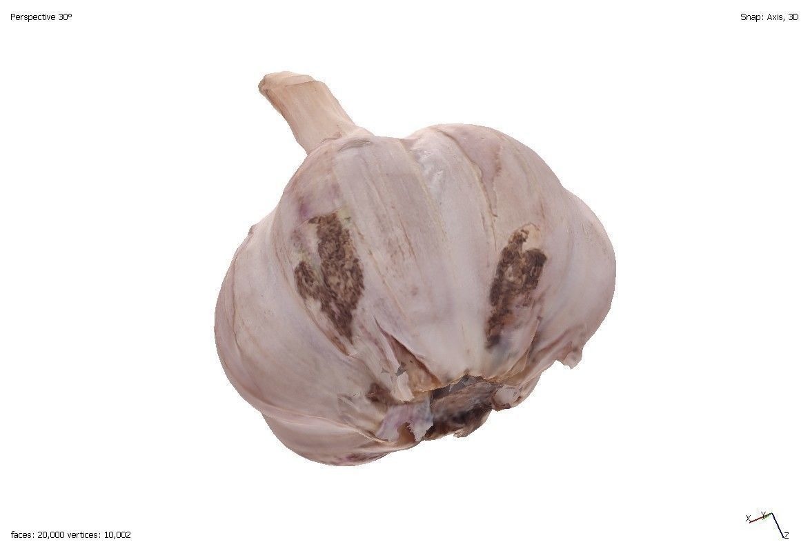 Two models of garlic 3D model_4