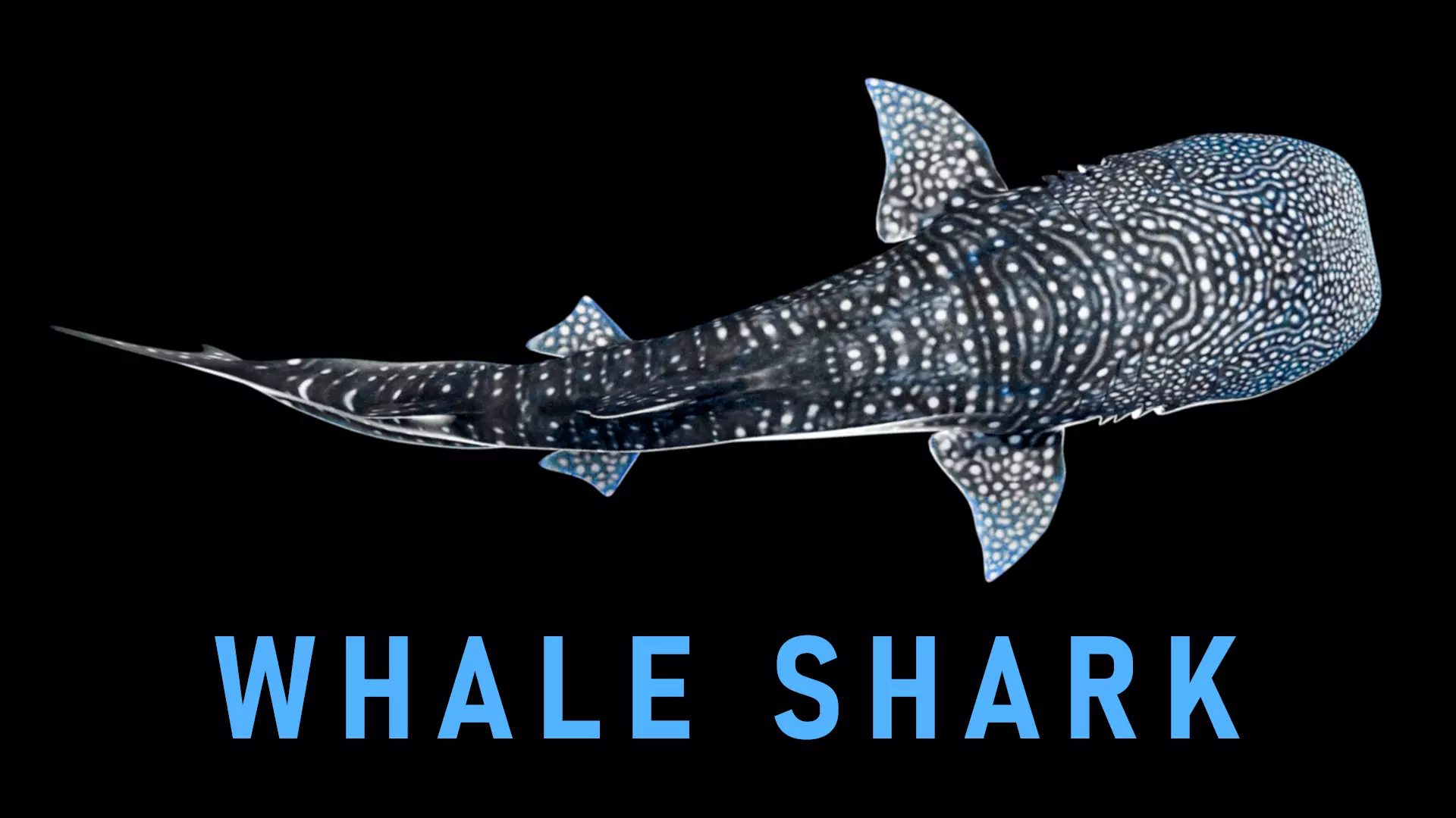 Animated Whale Shark Low-poly 3D model