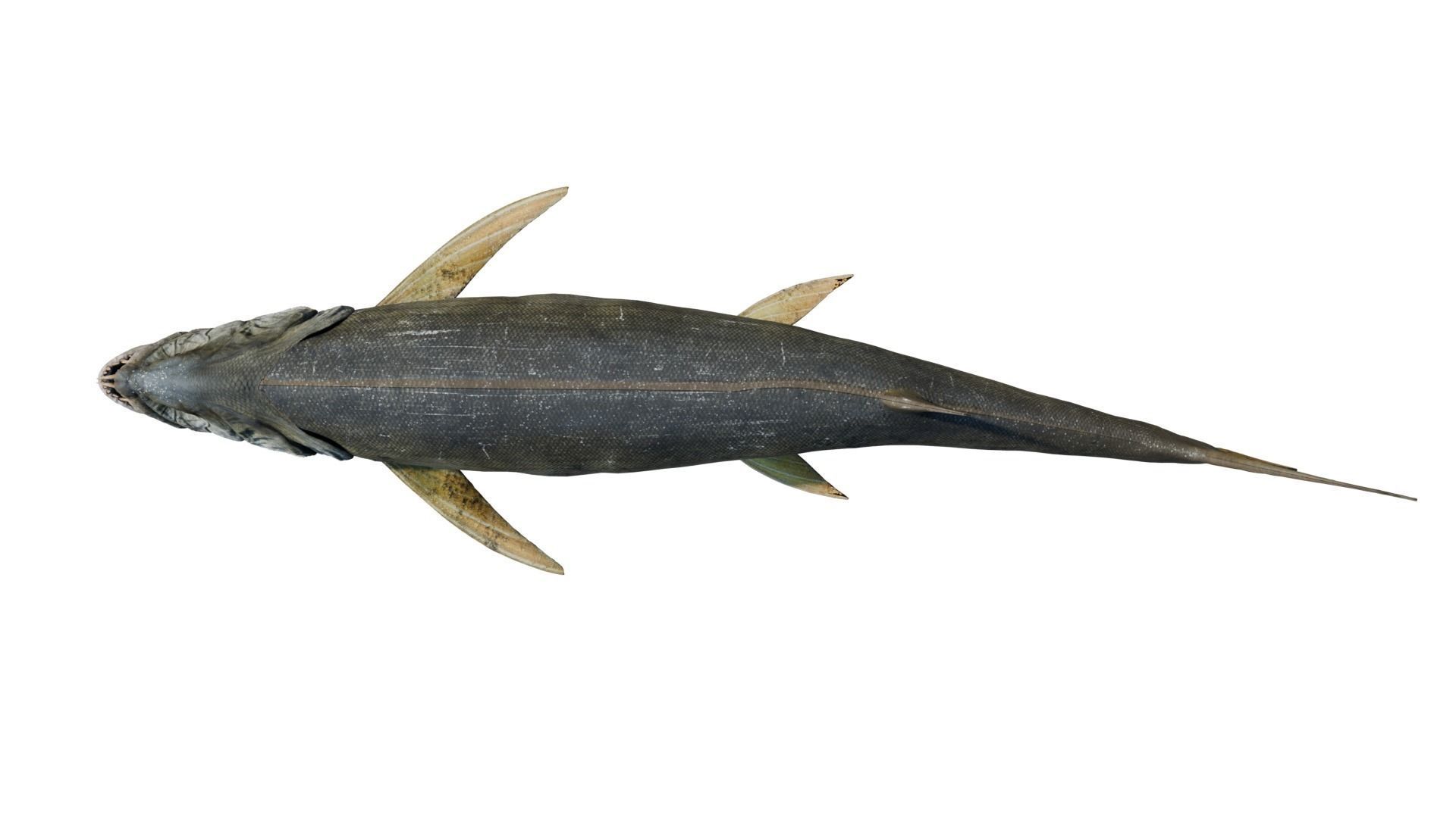 Xiphactinus 3D model_8