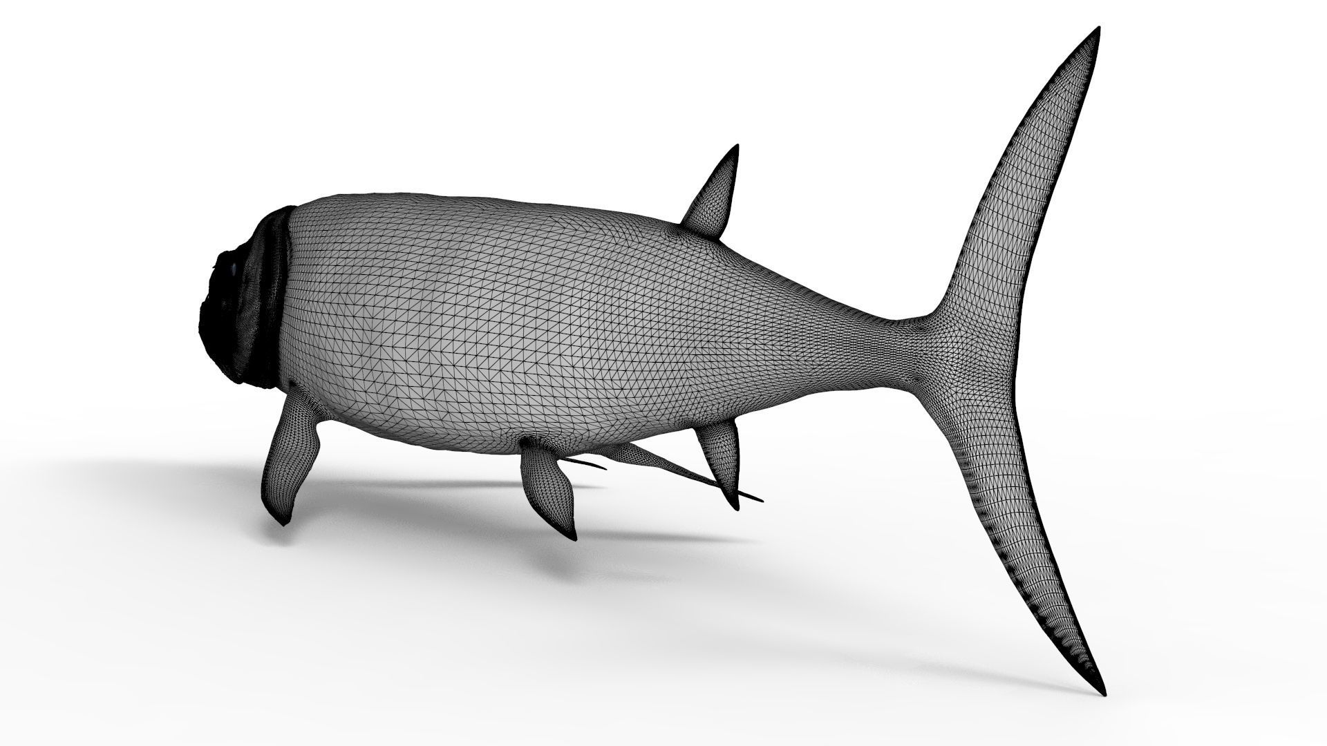 Xiphactinus 3D model_11