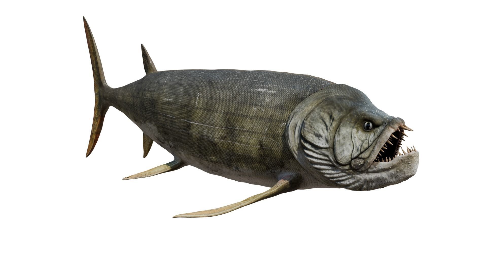 Xiphactinus 3D model_6