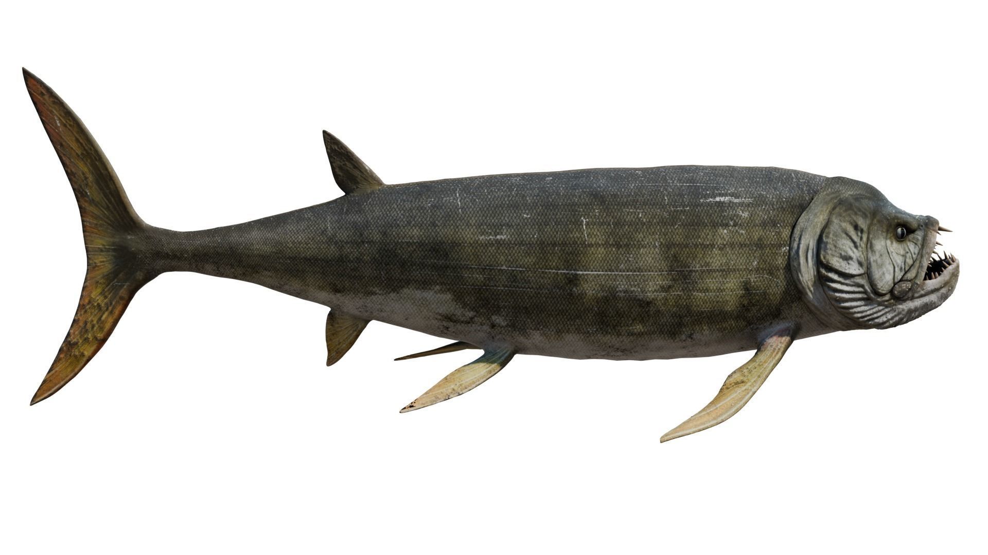 Xiphactinus 3D model_5