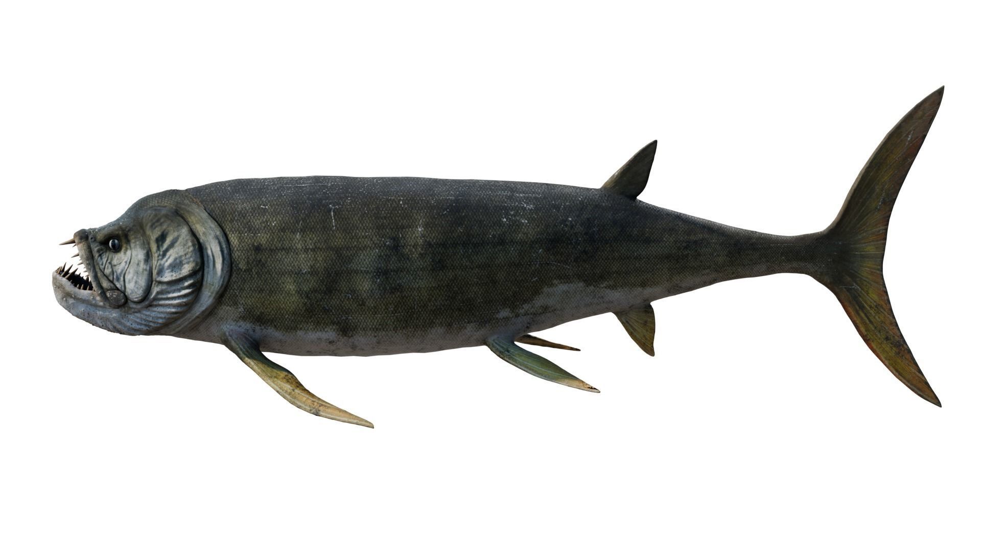 Xiphactinus 3D model_1