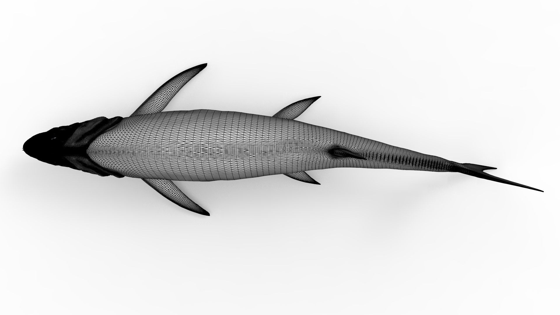 Xiphactinus 3D model_16