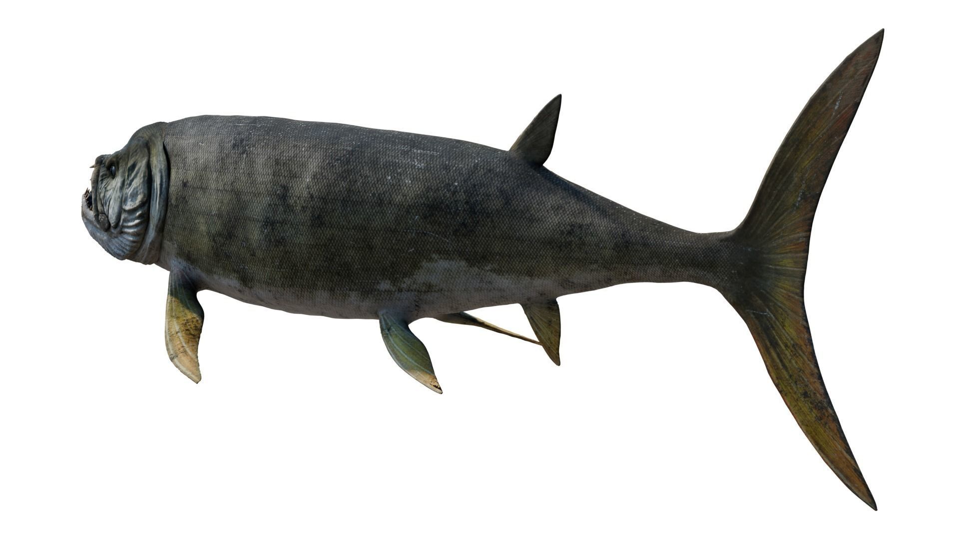 Xiphactinus 3D model_2