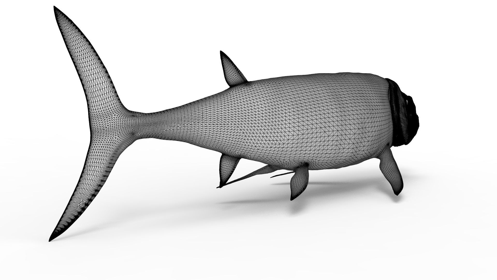 Xiphactinus 3D model_13