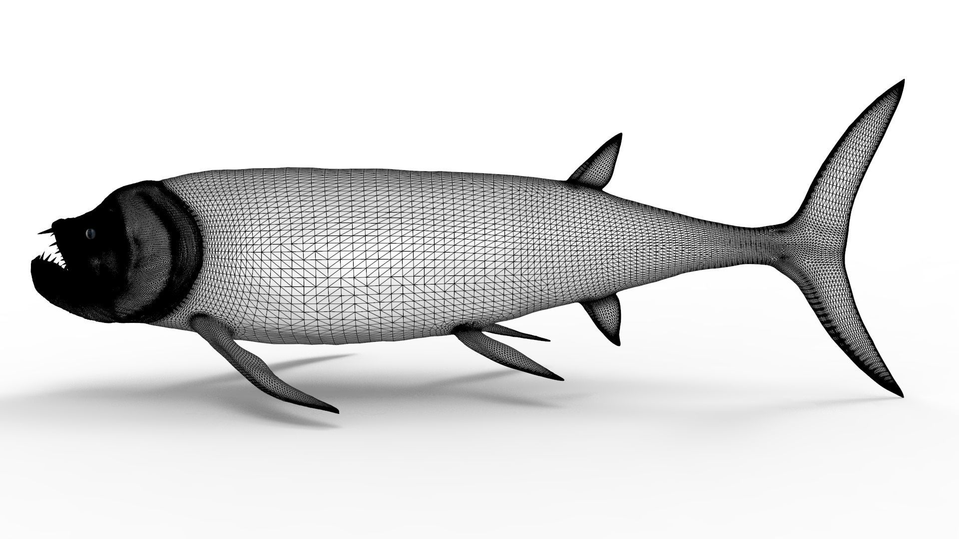 Xiphactinus 3D model_10