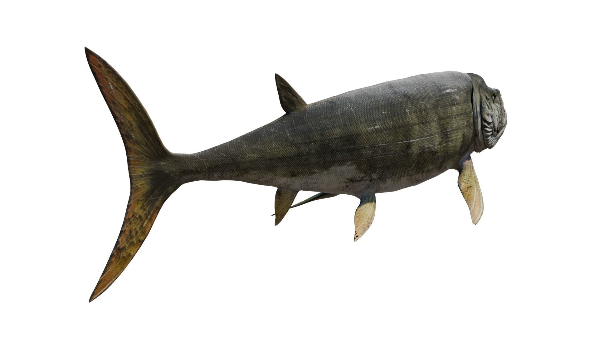 Xiphactinus 3D model_4