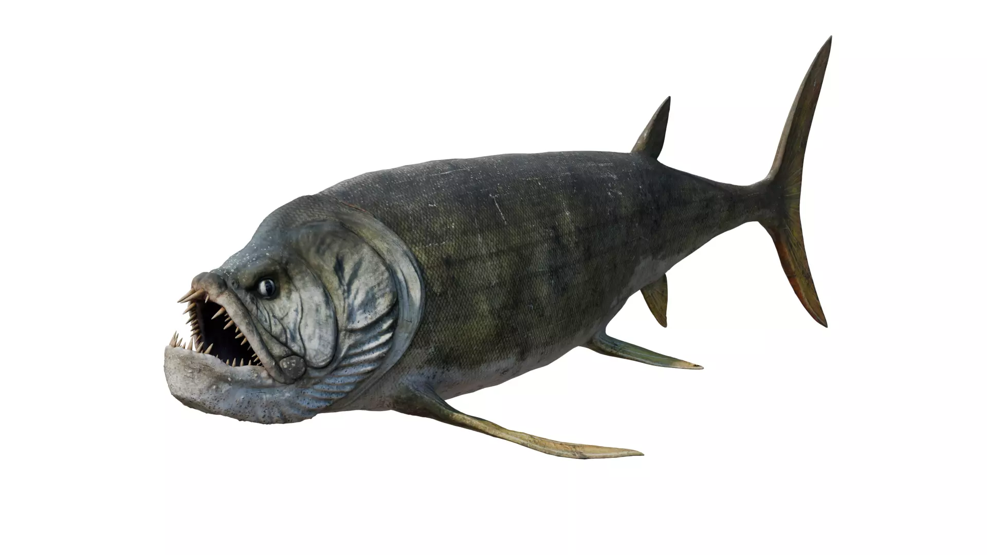 Xiphactinus 3D model_0